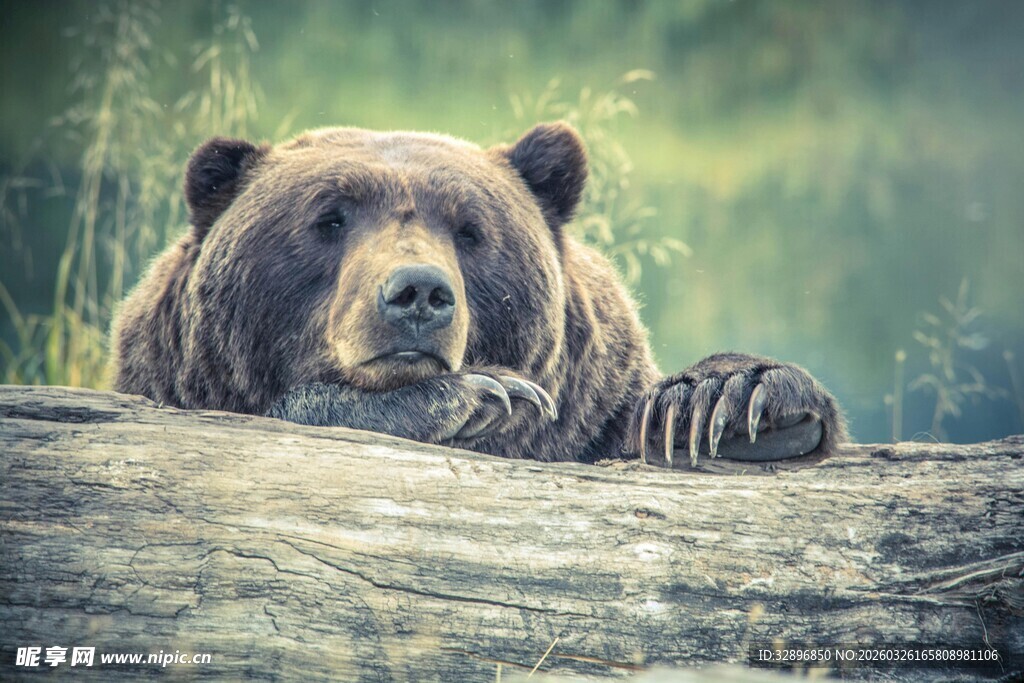 趴在木头上休憩的棕熊