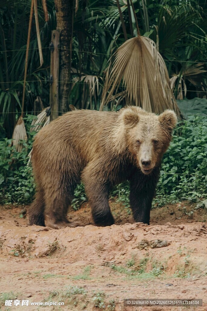 野外站立的棕色小熊