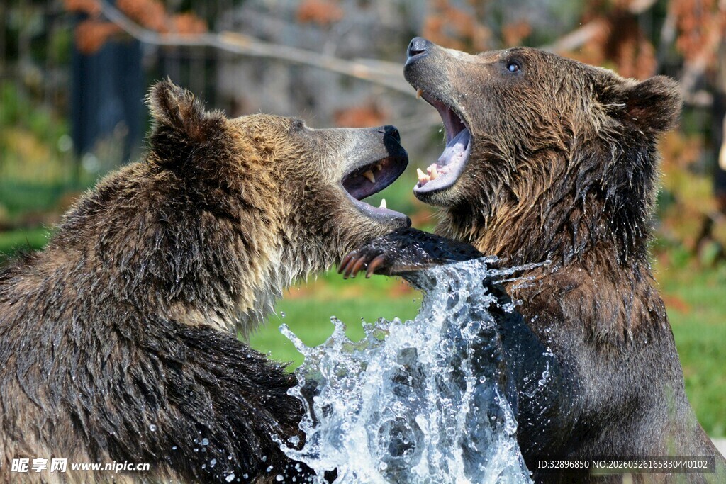 两熊水中嬉戏打闹