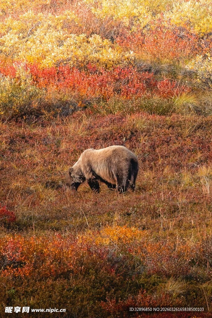 秋日草原上的觅食棕熊