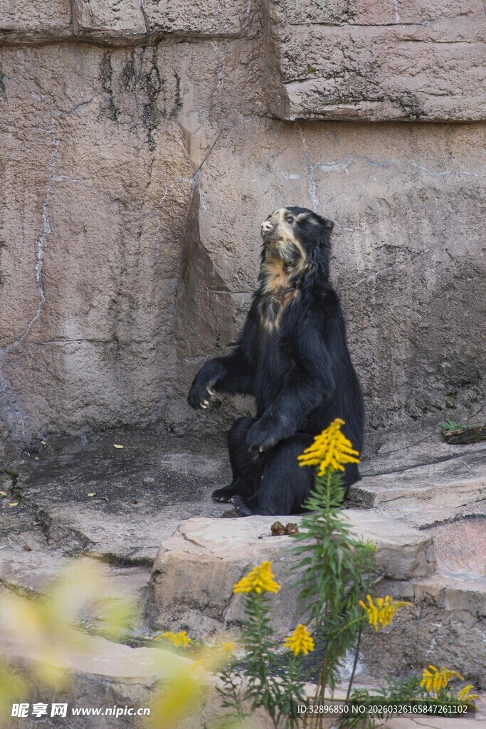 坐于花丛旁的黑熊