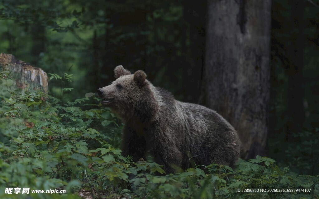 森林中休憩的棕熊
