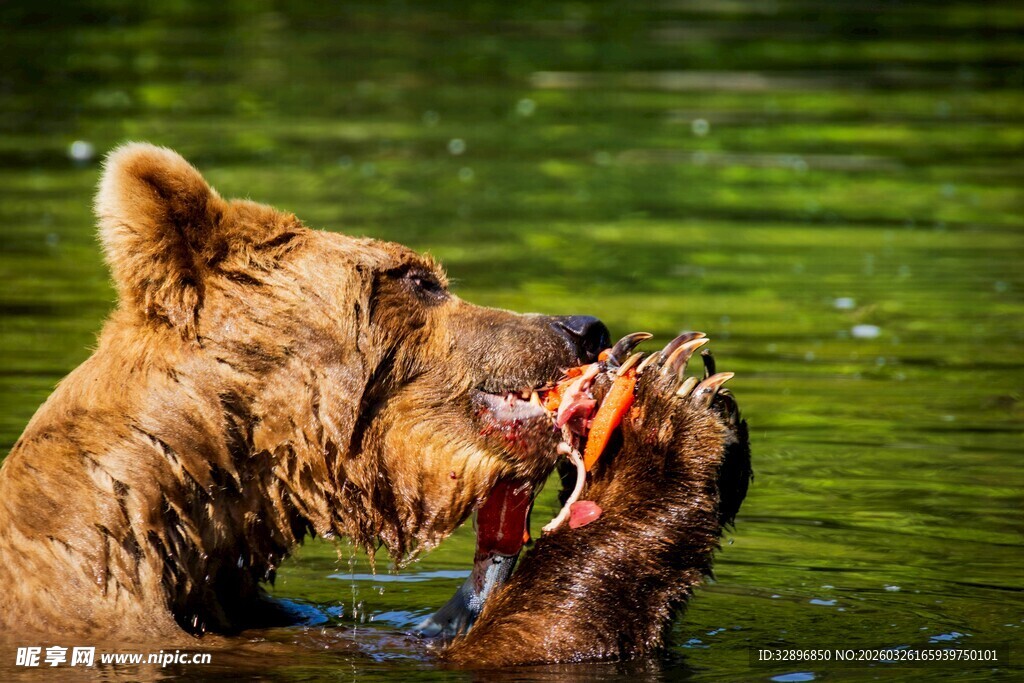 棕熊水中享用捕获的鱼