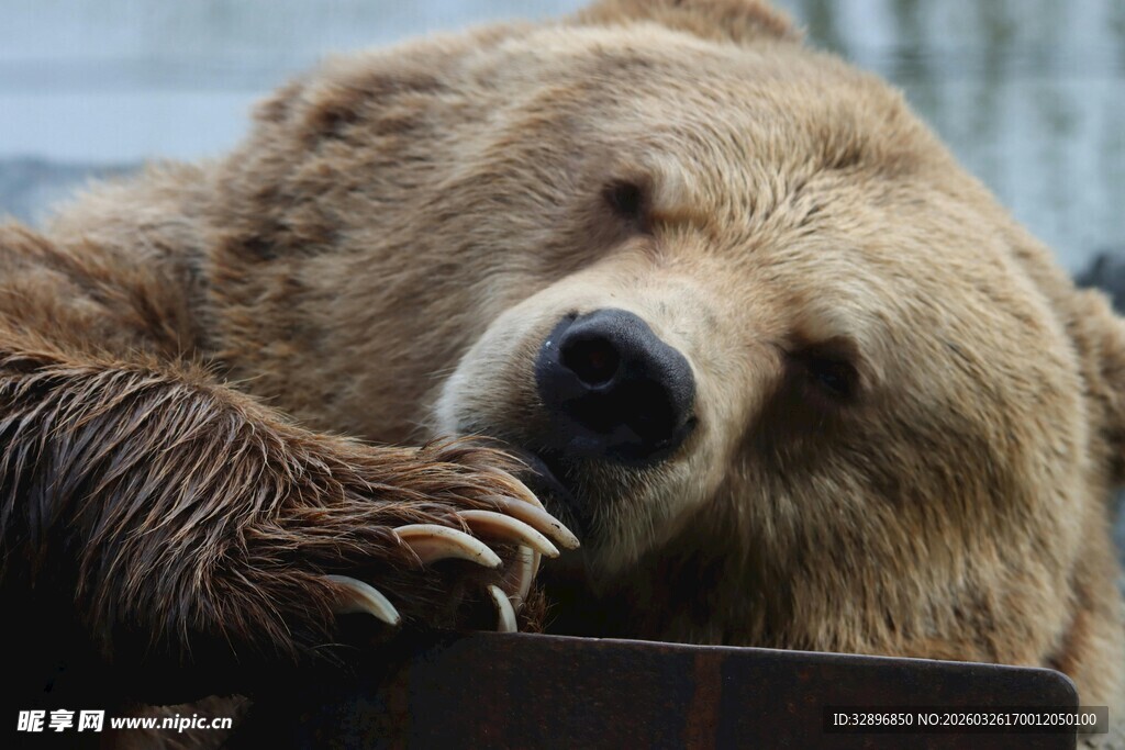 棕熊慵懒趴靠姿态特写