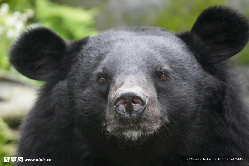 黑熊特写