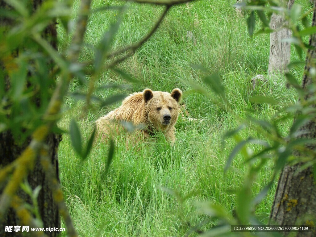 草丛中的棕熊