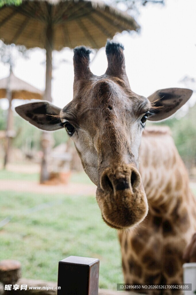 可爱长颈鹿近景特写