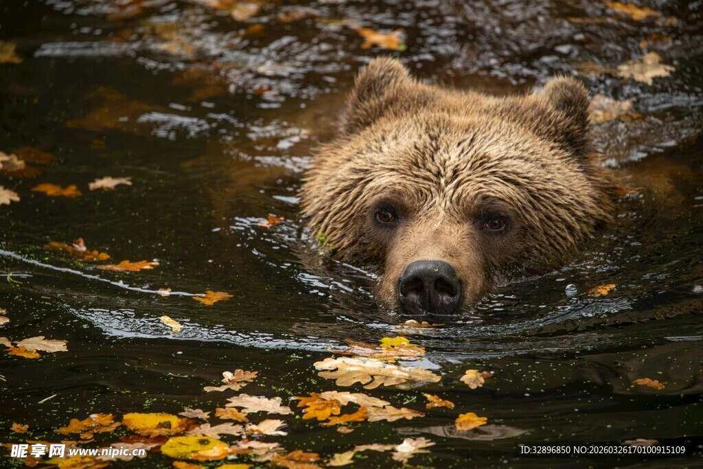 水中棕熊