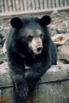 黑熊倚栏休憩