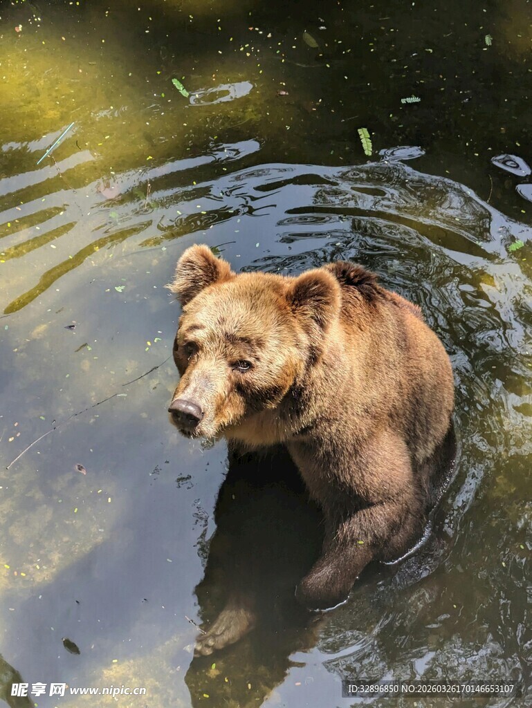 水中的棕熊