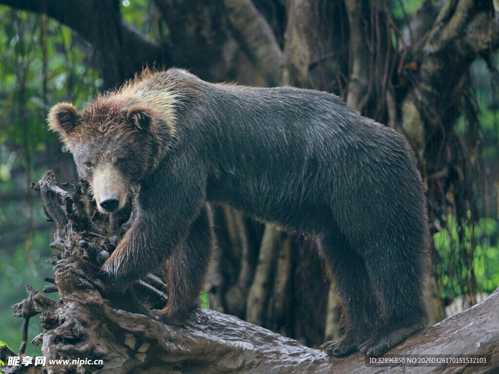 森林中站立于树干的熊