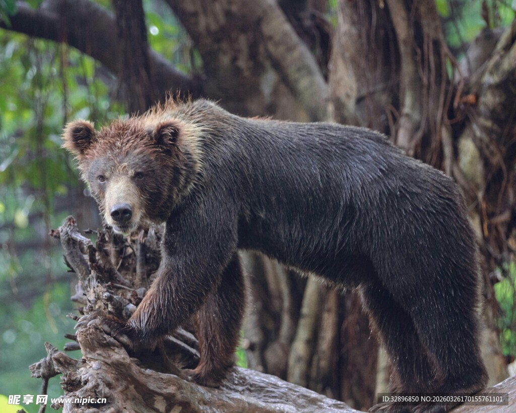 森林中站立的棕熊