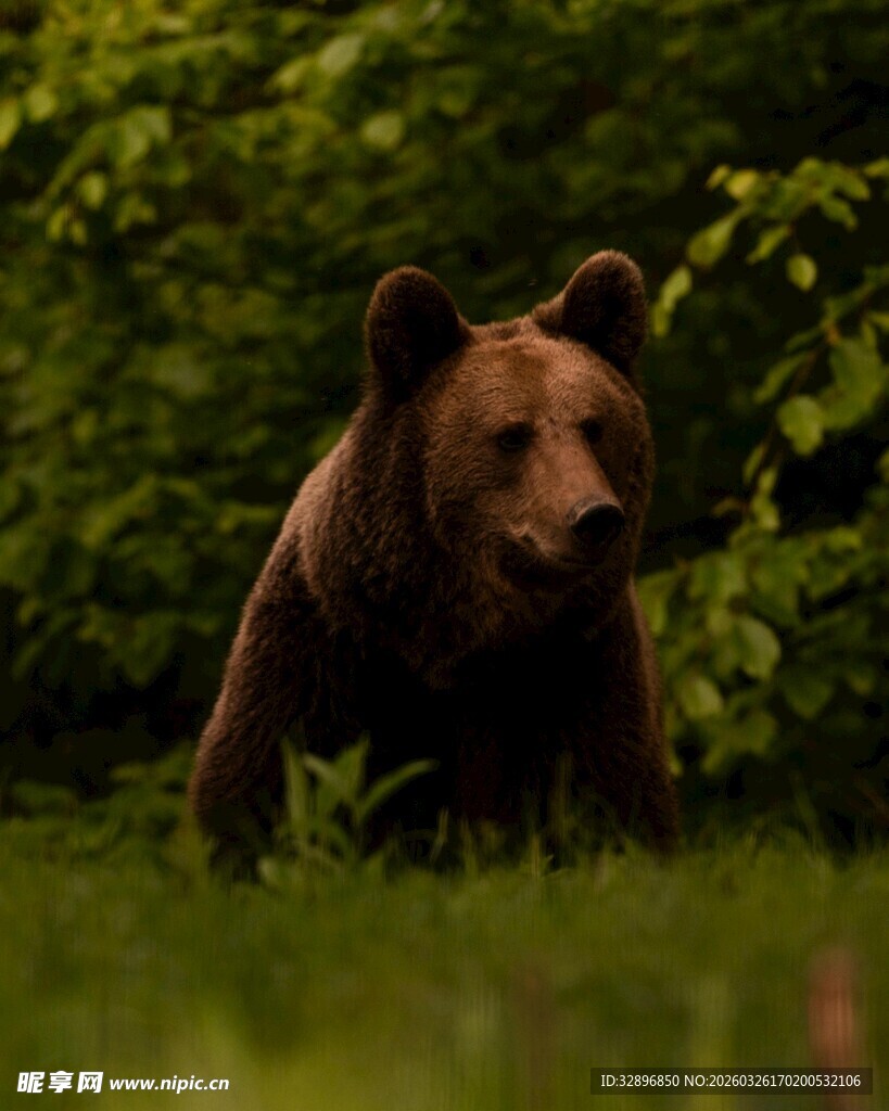 森林中行走的棕熊