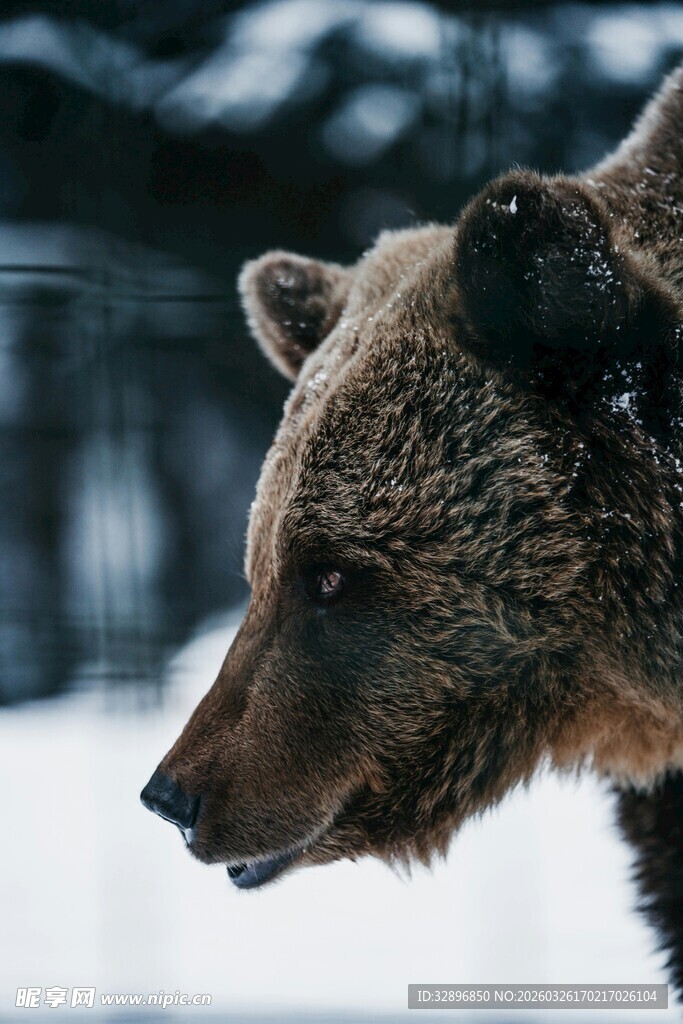 雪地中的棕熊特写