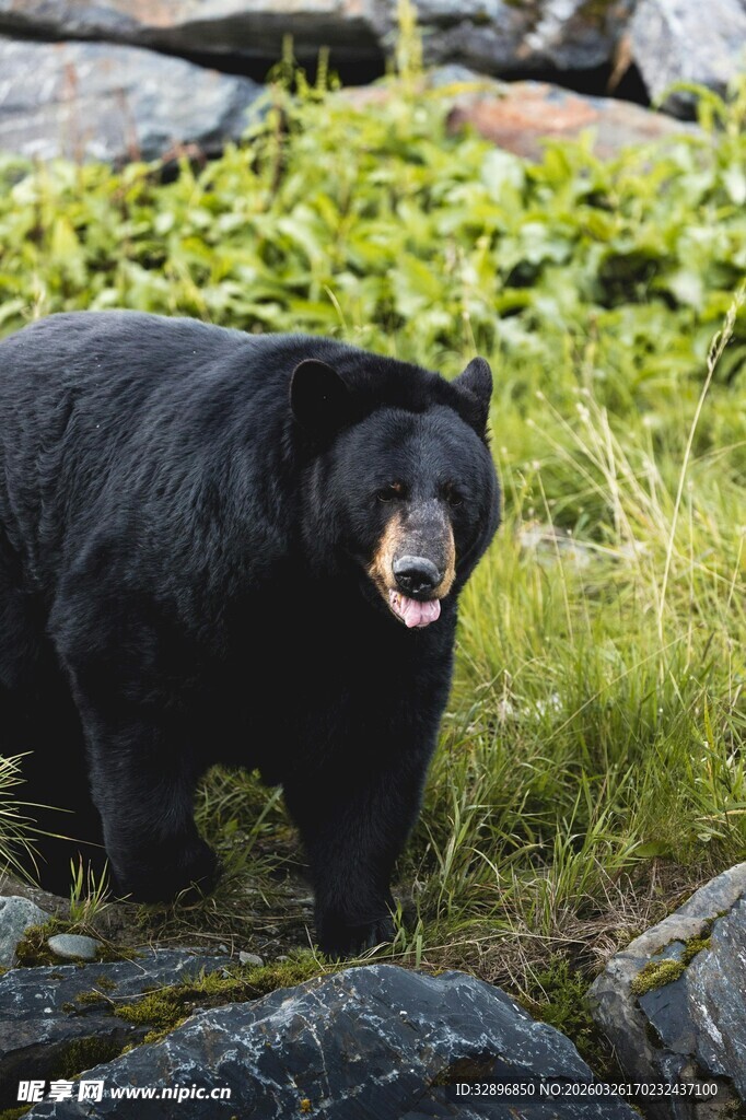野外张嘴的黑色大熊