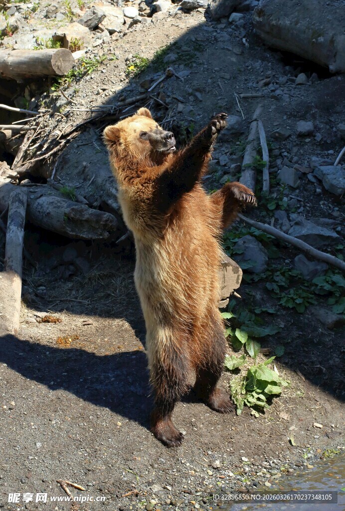 站立的松鼠好奇张望