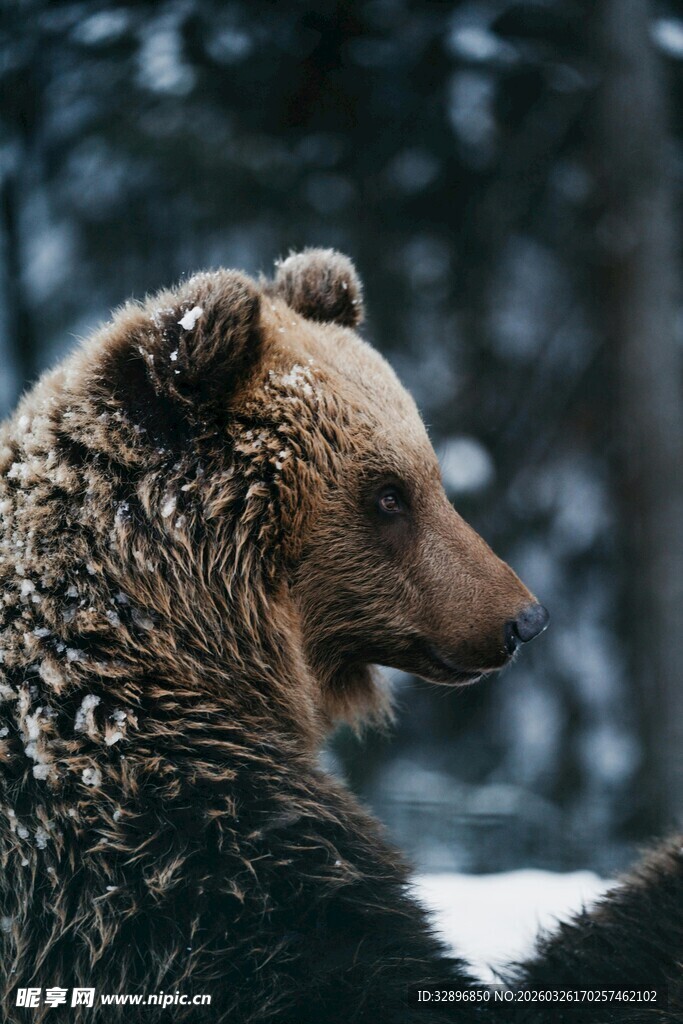 雪地中的棕熊侧影