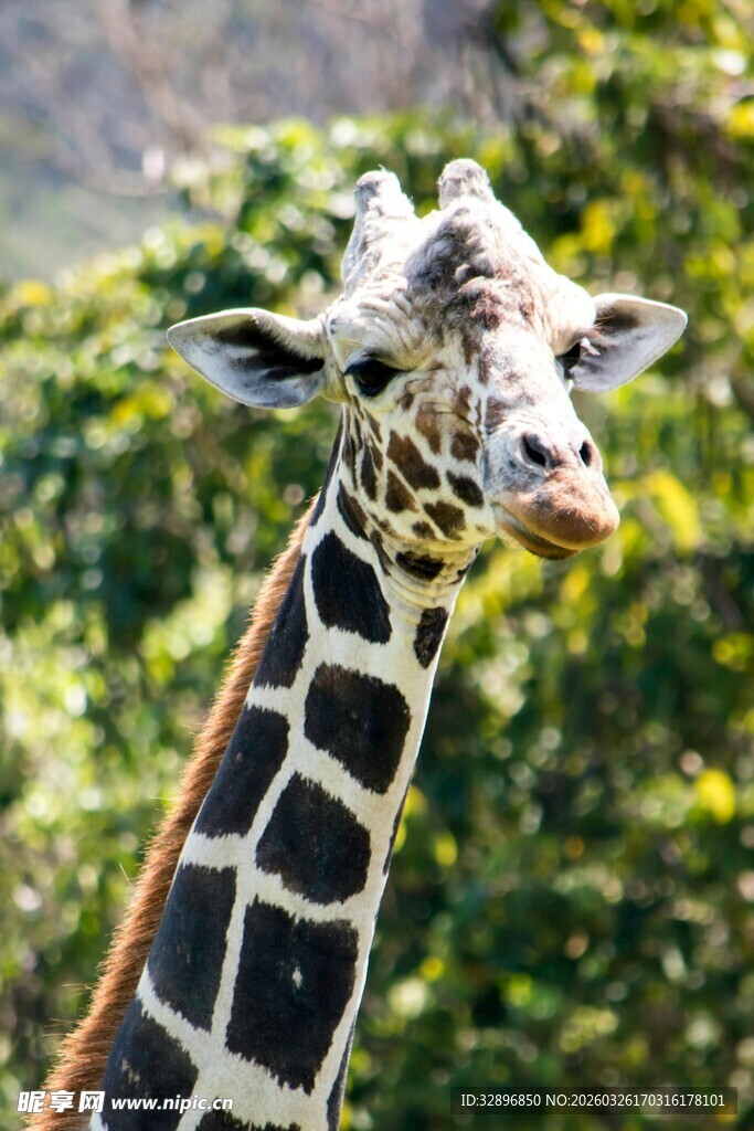 可爱长颈鹿特写