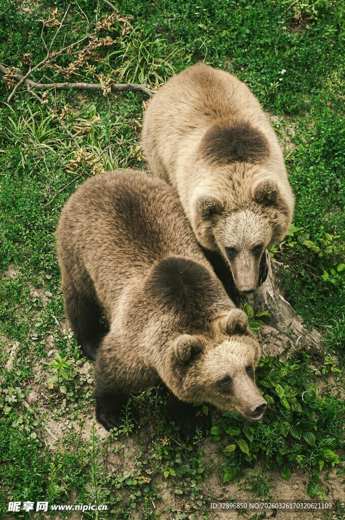 两只棕熊在草地上互动