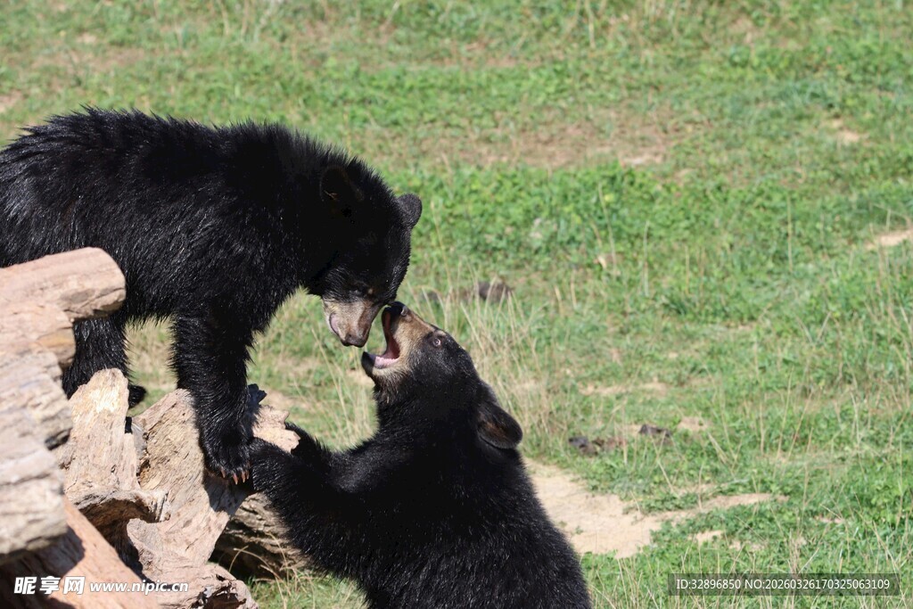 两只黑熊互动玩耍瞬间