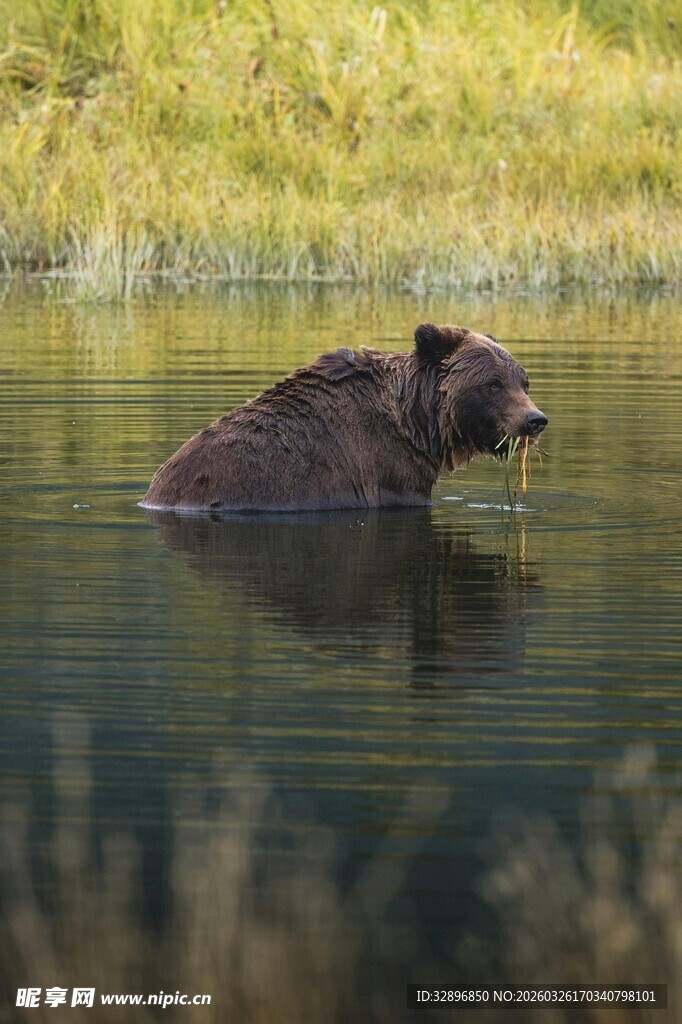 水中的棕熊