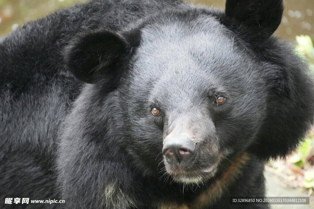 黑熊特写