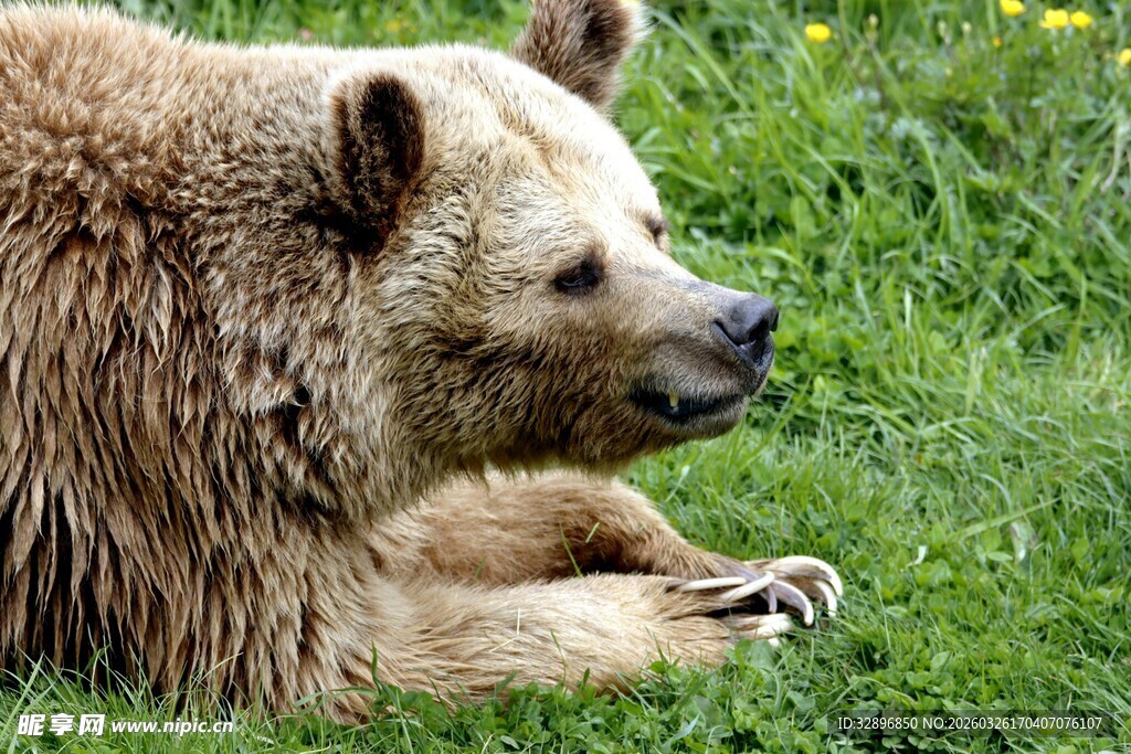 草地上休憩的棕色大熊