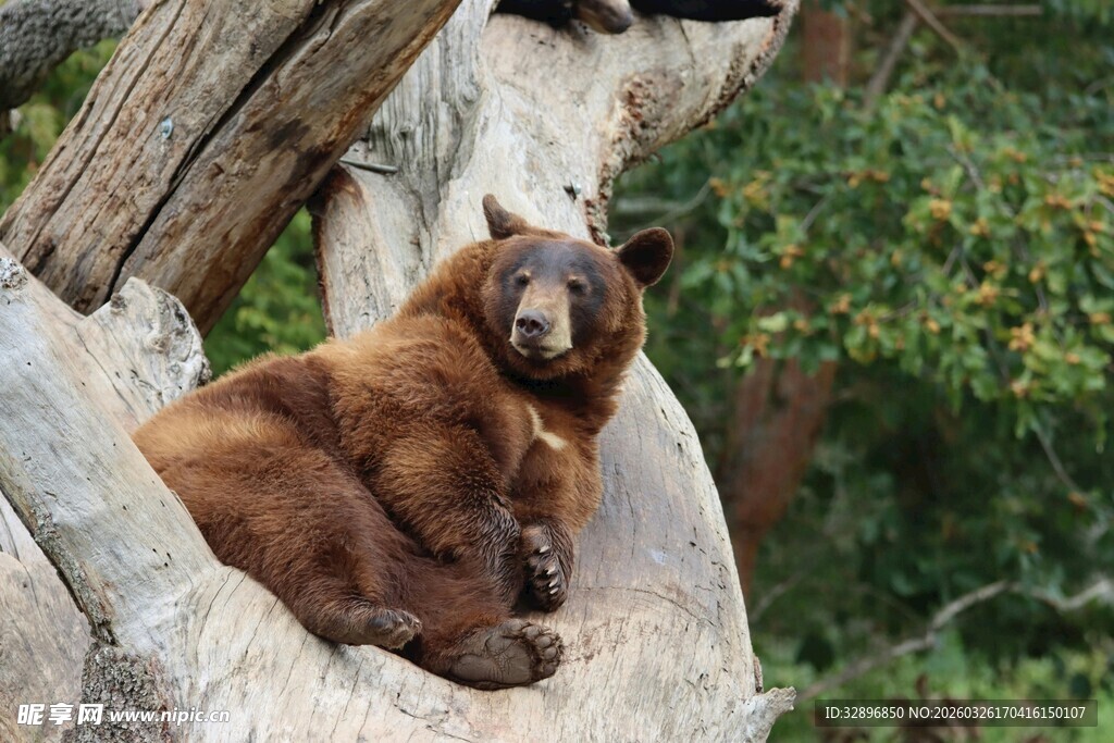 棕熊惬意躺卧在树桩上