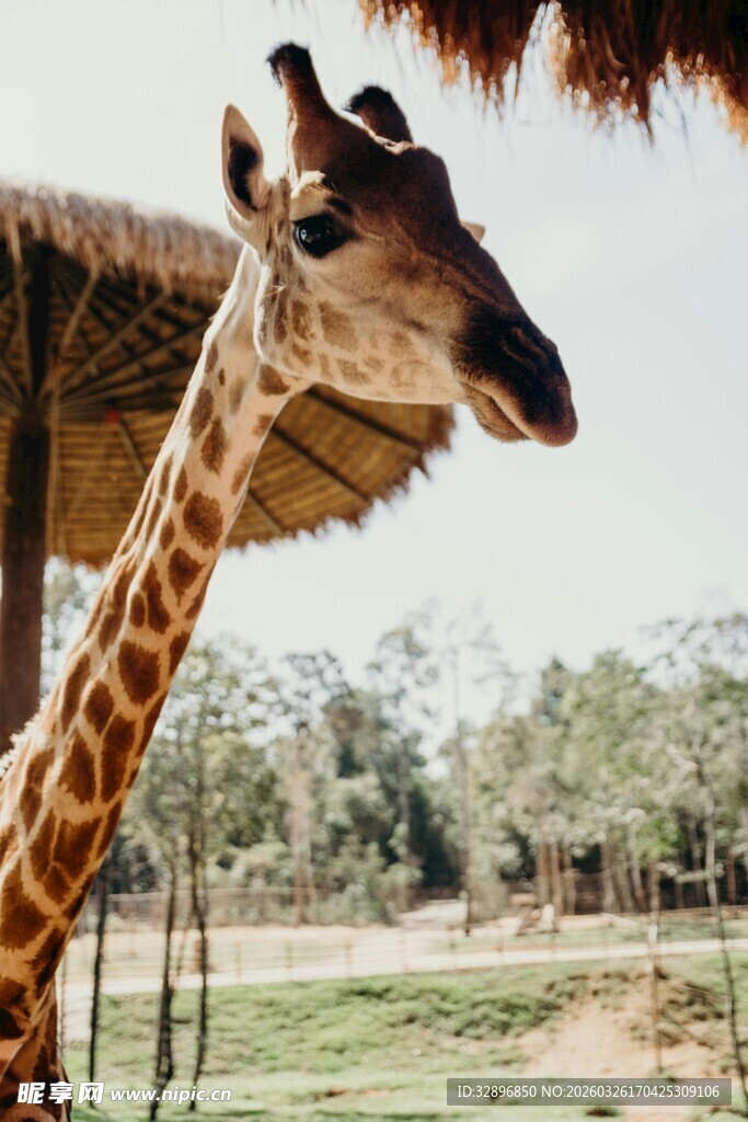 动物园中的长颈鹿特写