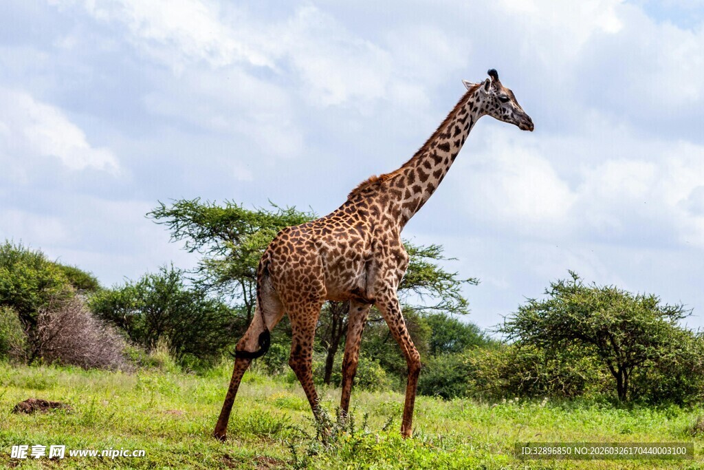 草原上漫步的长颈鹿