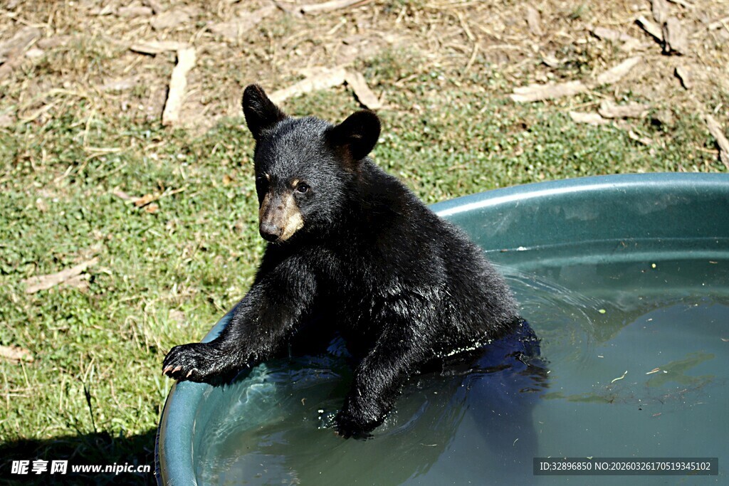 黑熊惬意泡澡