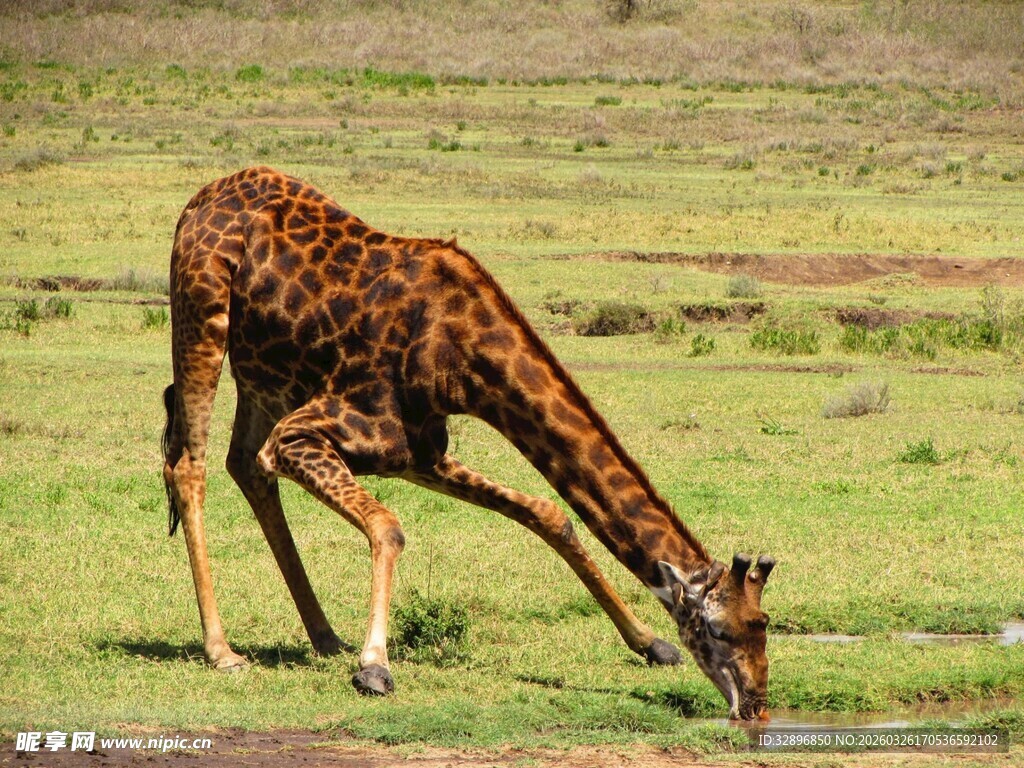 草原上低头吃草的长颈鹿