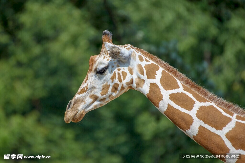 长颈鹿头上站着一只小鸟