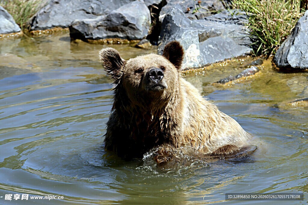 水中棕熊