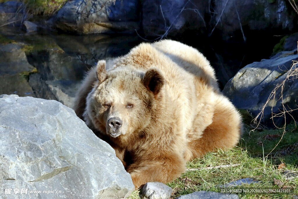 棕熊休憩于石旁草地