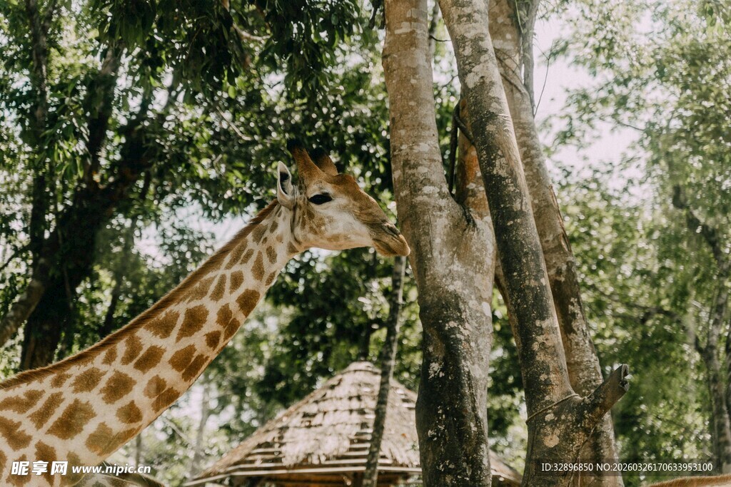 长颈鹿于林间悠然进食