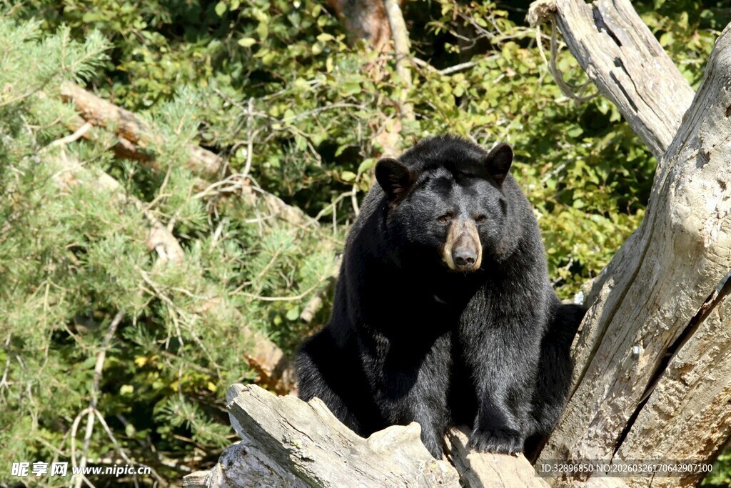 林中黑熊坐于树干