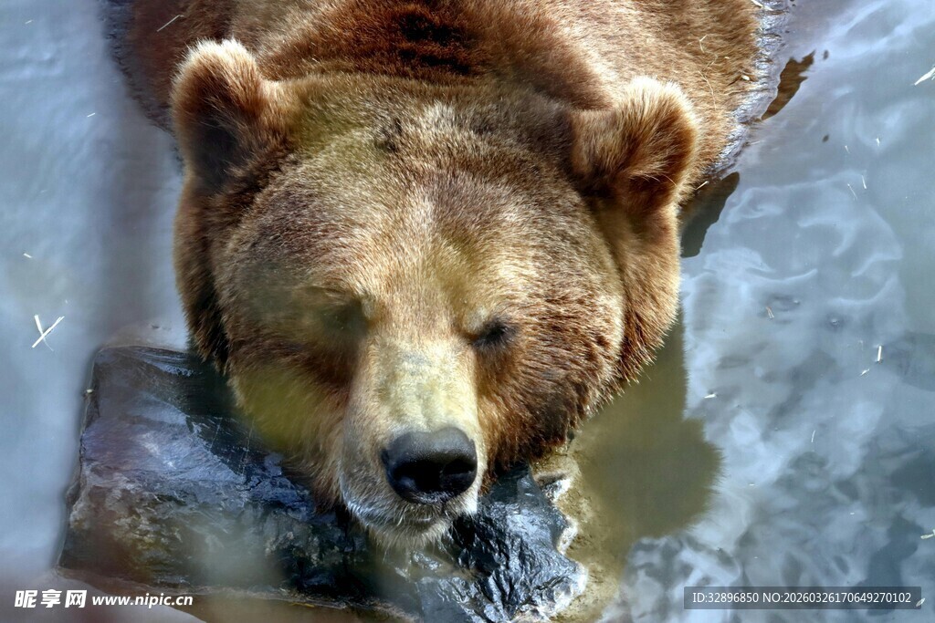 水中棕熊专注觅食瞬间
