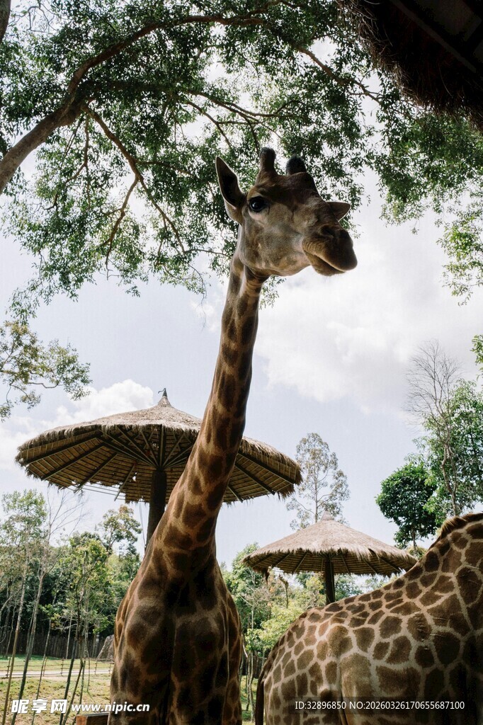 动物园中站立的长颈鹿