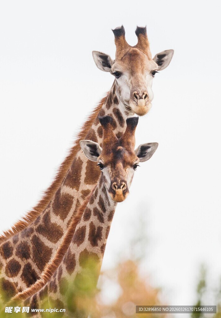 两只长颈鹿亲密依偎