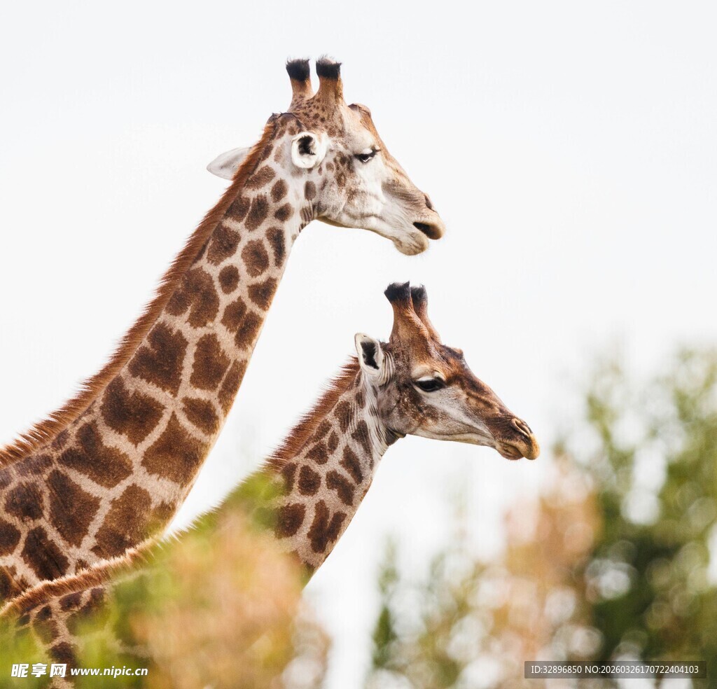 两只长颈鹿并肩而立