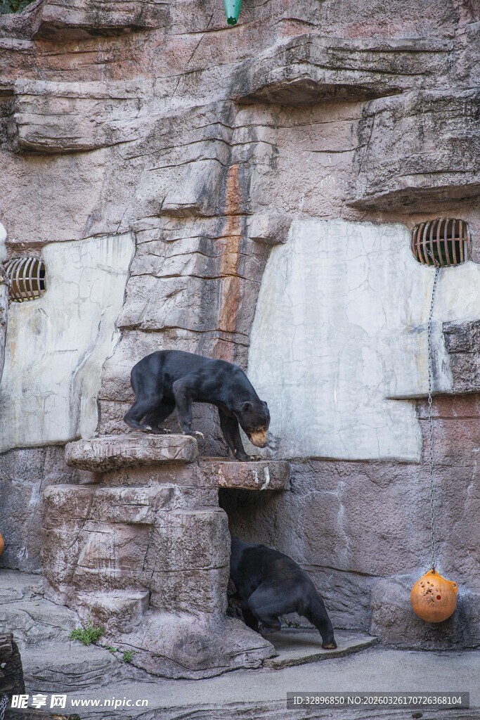 岩石上休憩的几只黑猩猩