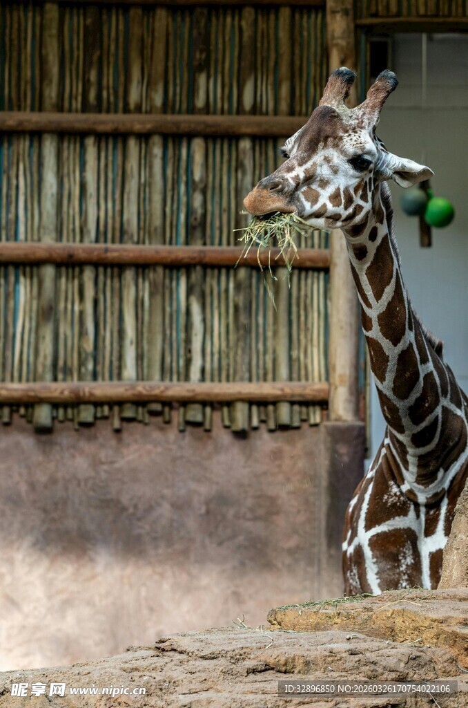 围栏边的长颈鹿