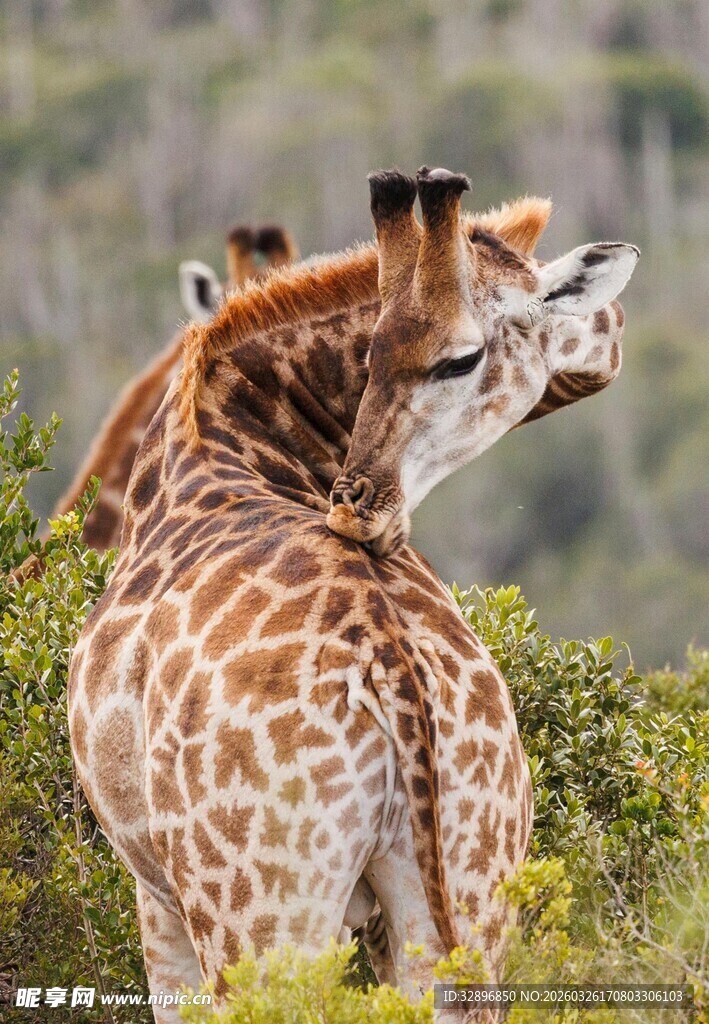 两只长颈鹿在灌木丛中互动