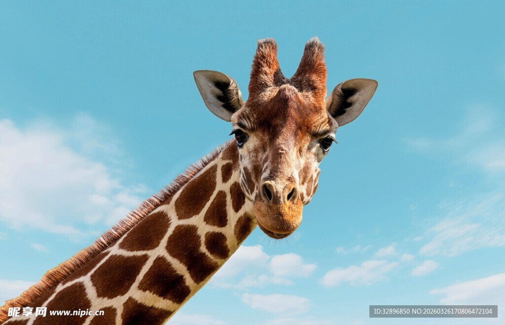 蓝天背景下的长颈鹿特写