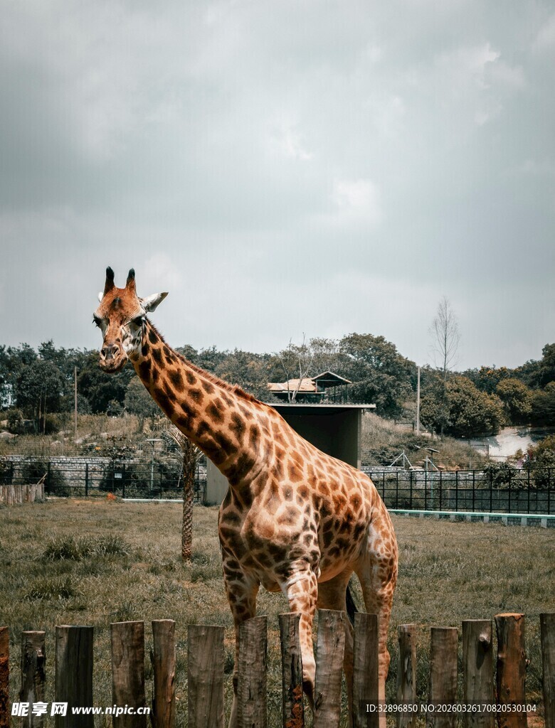 围栏边的长颈鹿