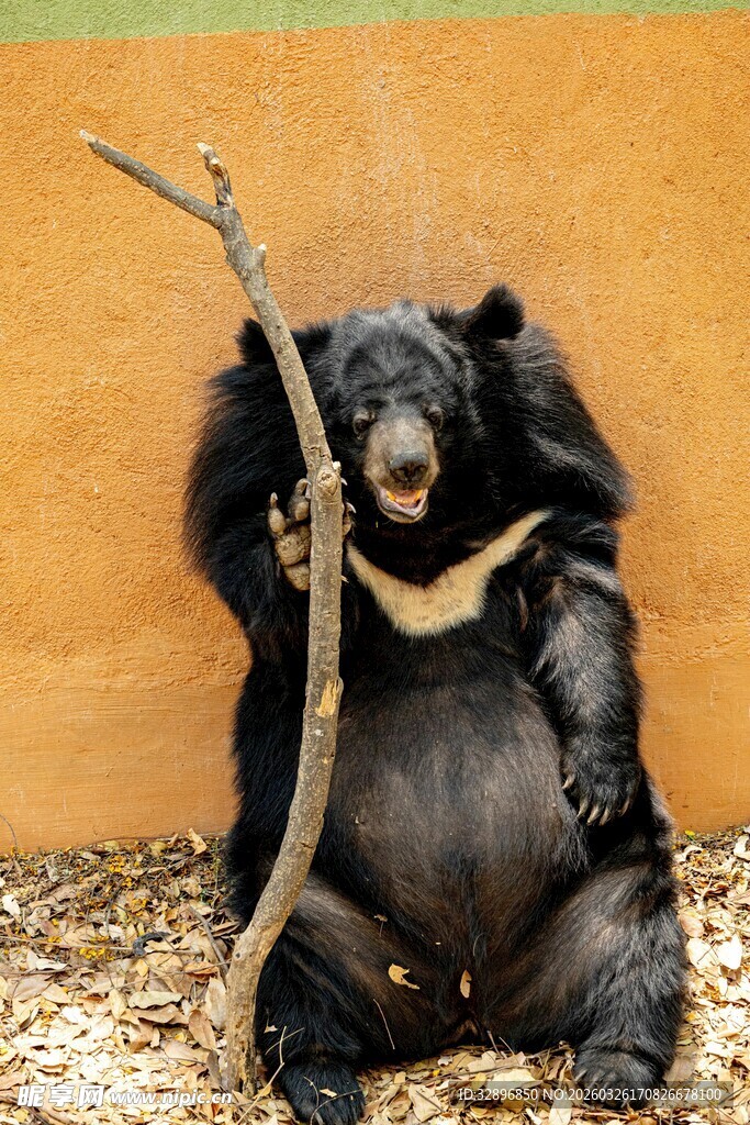 黑熊惬意抱树枝玩耍