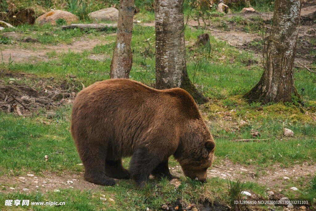 森林中觅食的棕熊