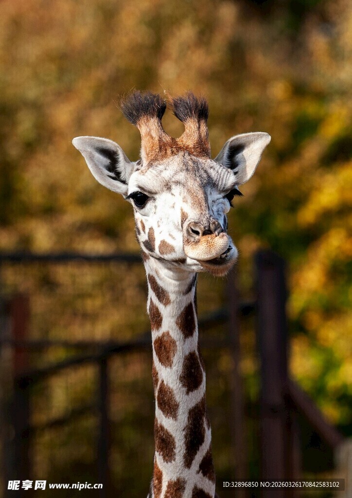 可爱长颈鹿特写