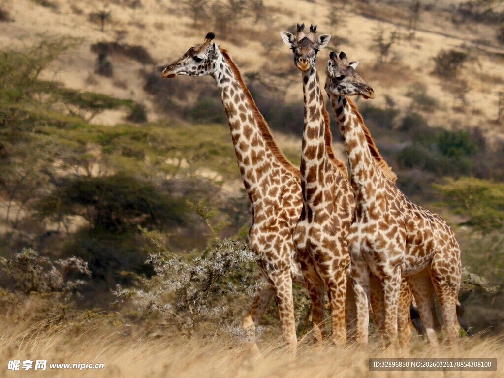 草原上的三只长颈鹿